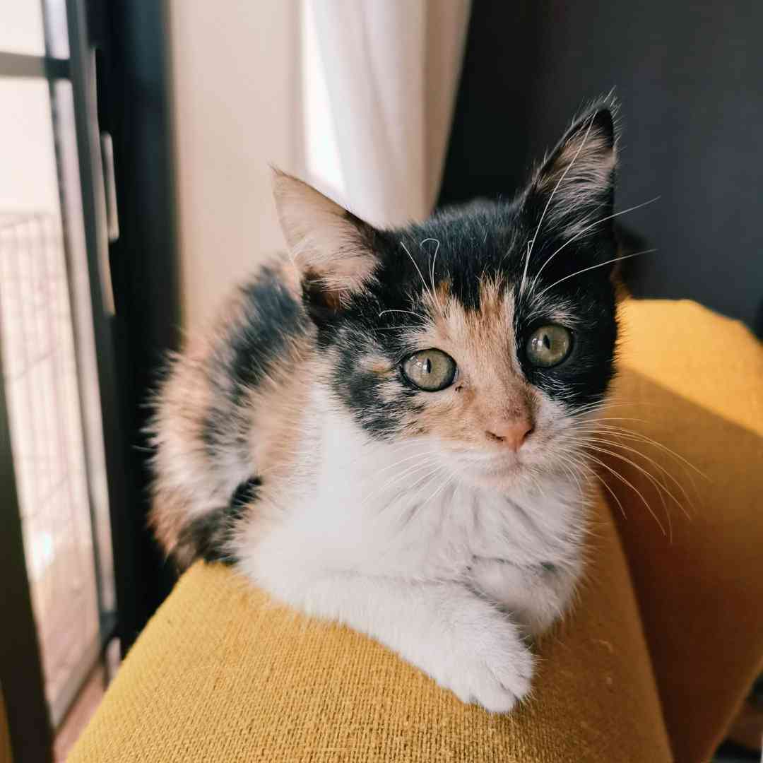 ai猫穿搭文案-猫咪穿衣服文案
