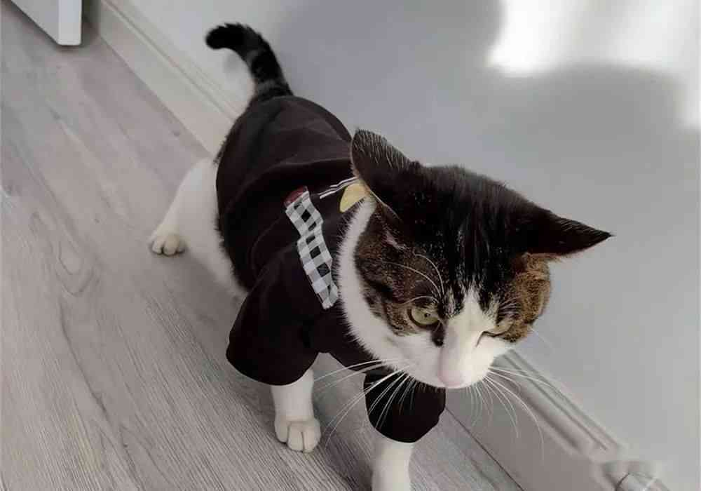 ai猫穿搭文案-猫咪穿衣服文案