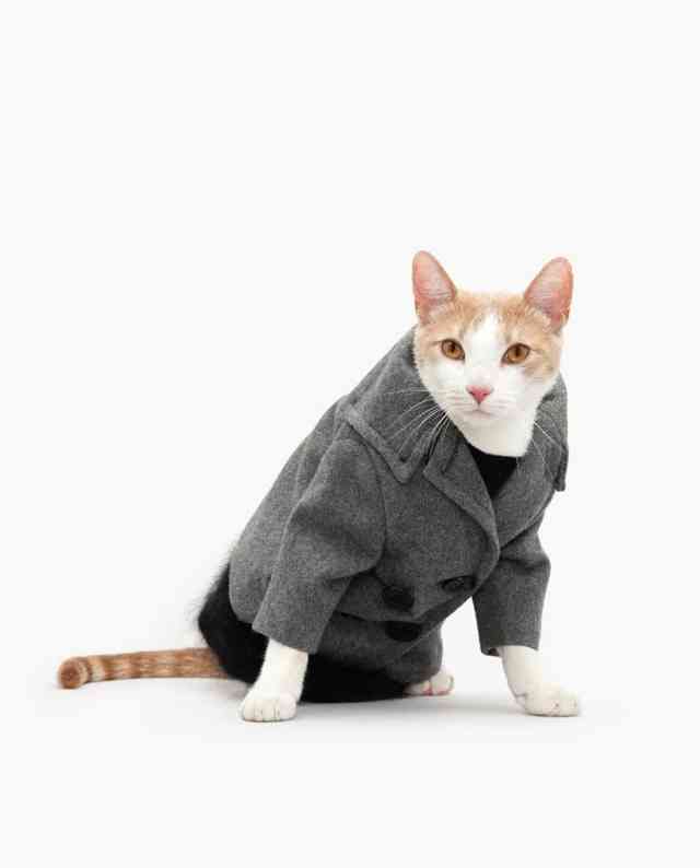 ai猫穿搭文案-猫咪穿衣服文案