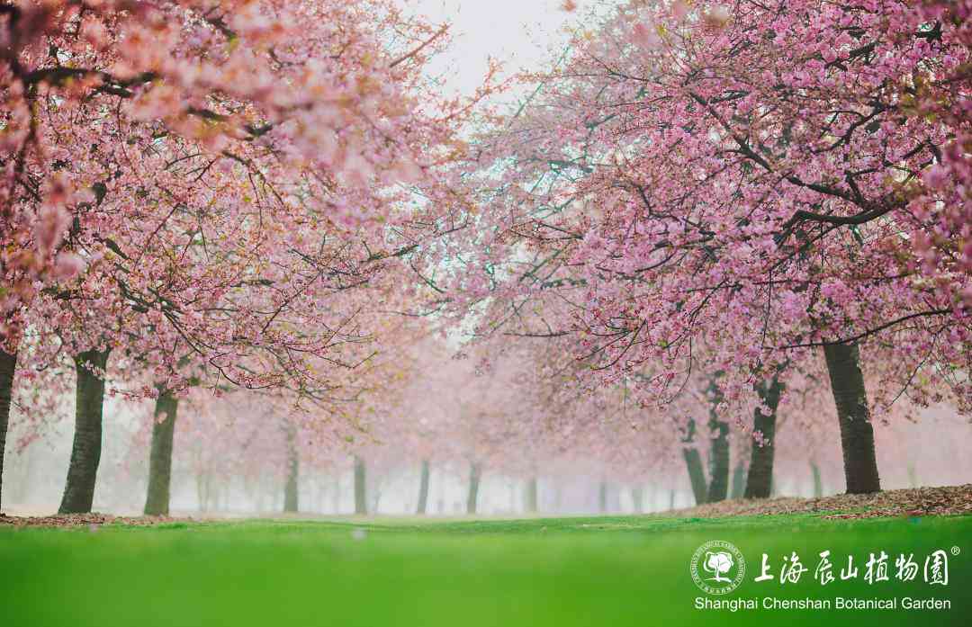 ai绘画樱花文案怎么写