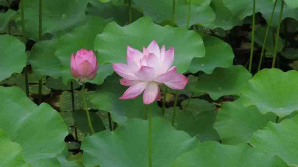 ai莲花爆款文案