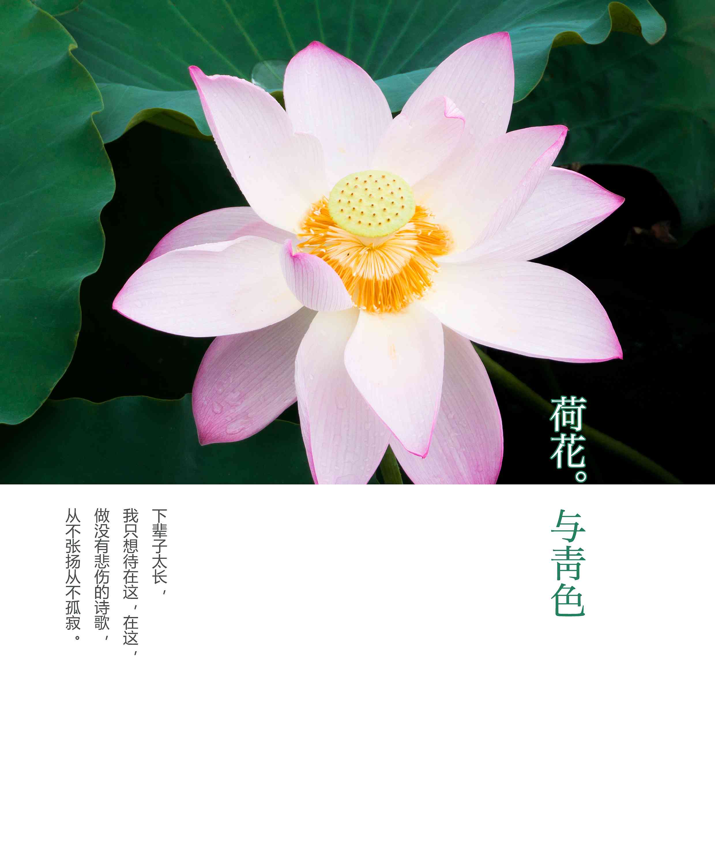 ai莲花爆款文案