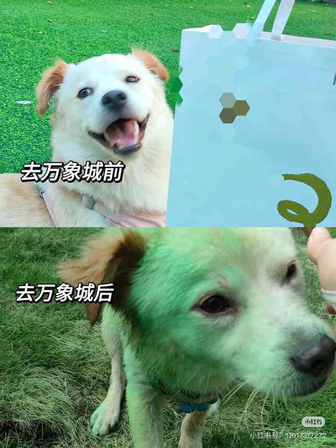 ai脸狗狗文案