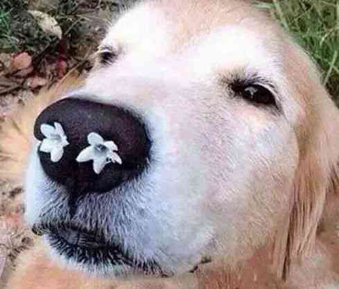 ai脸狗狗文案