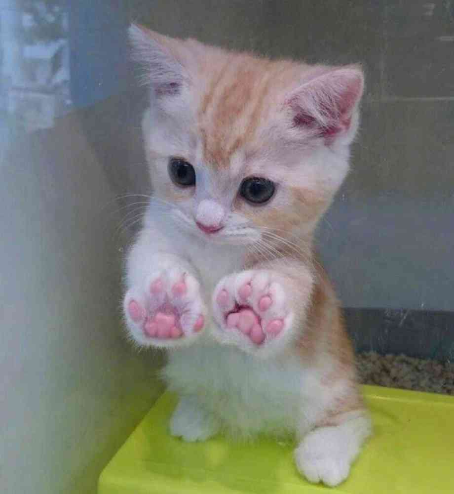 怎么用ai做猫文案动画