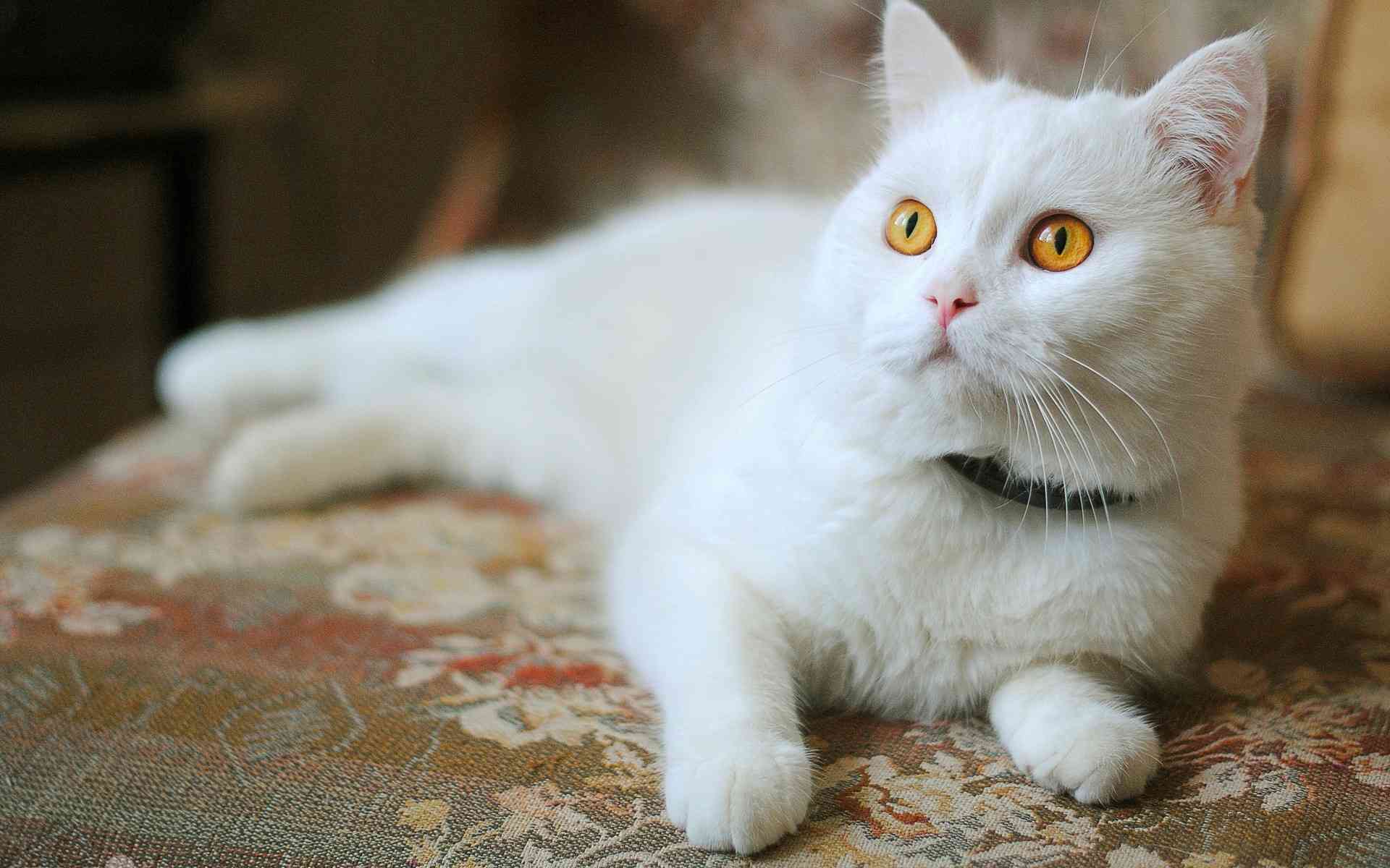 萌猫ai绘画文案