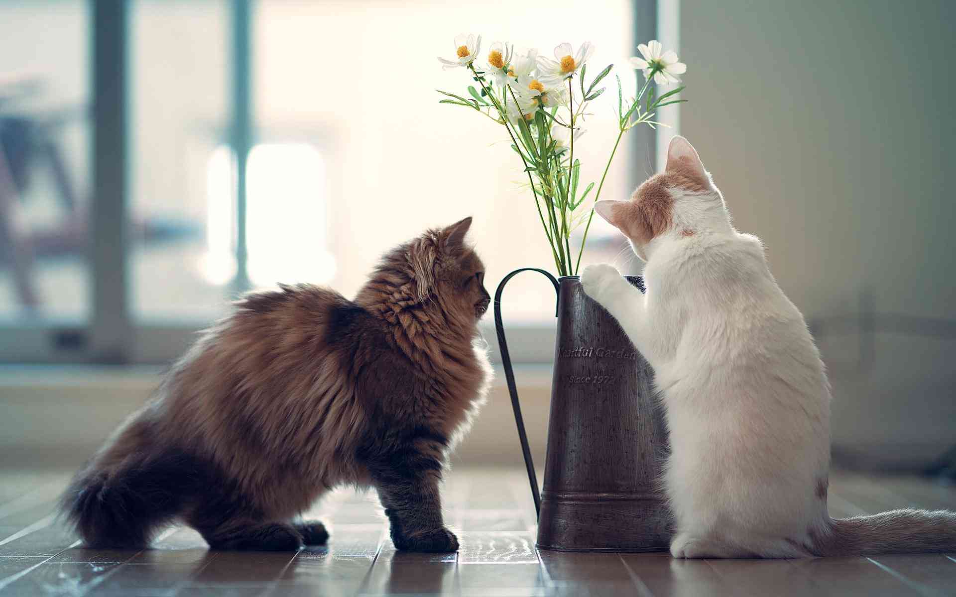 萌猫ai绘画文案