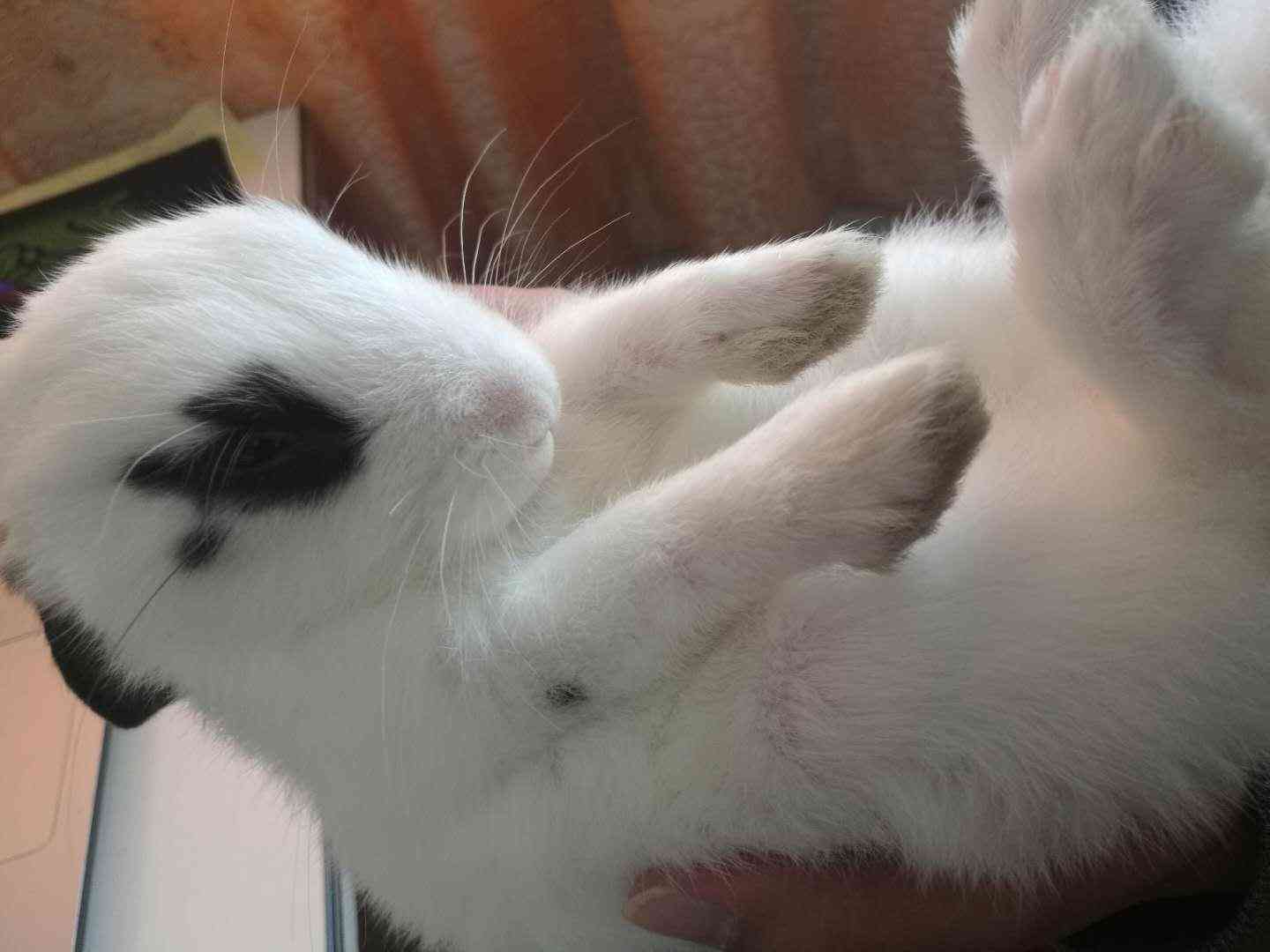小猫ai文案软件-小猫ai文案软件下载