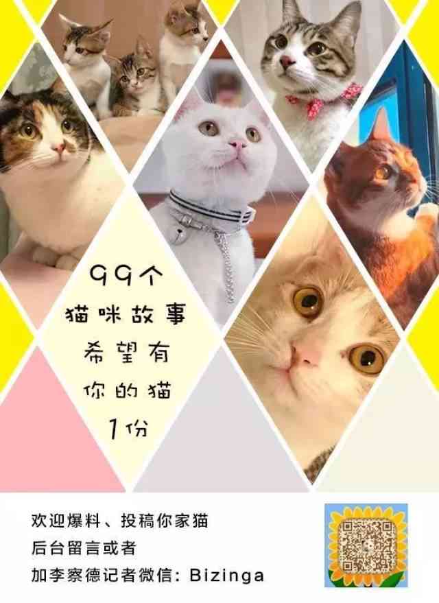 ai和猫猫文案-和猫有关的爱情文案