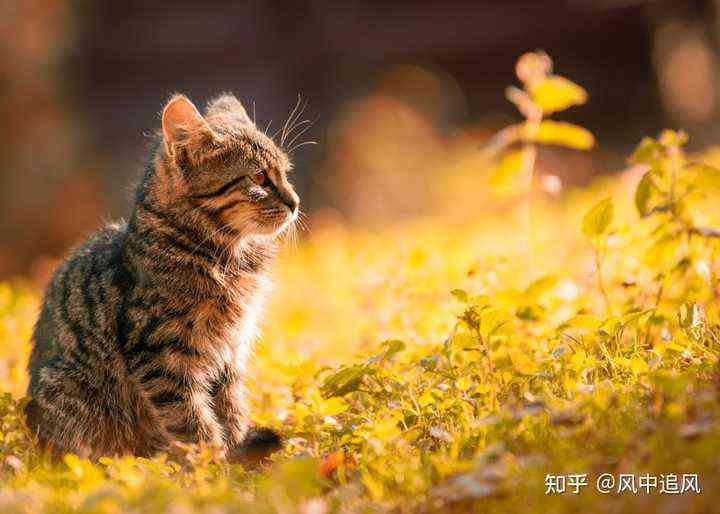 ai和猫猫文案-和猫有关的爱情文案