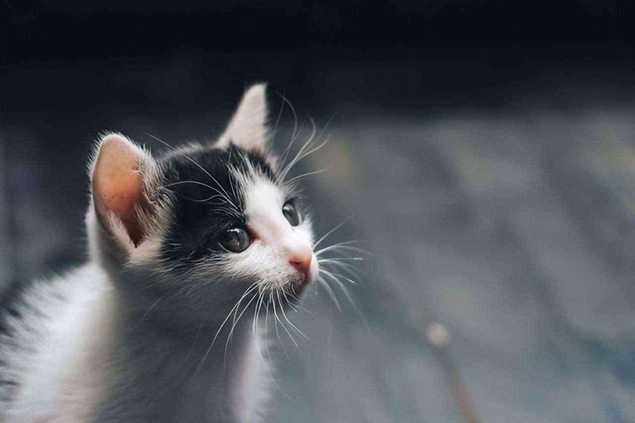 ai和猫猫文案-和猫有关的爱情文案
