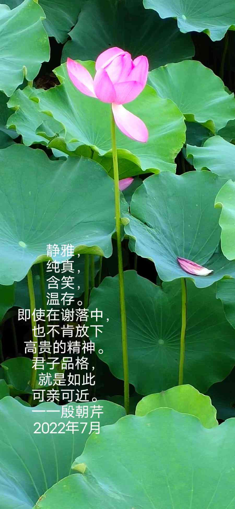 莲花ai生成的文案