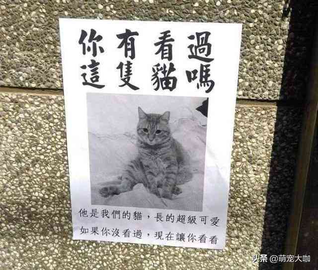 大发猫ai智能创作服务