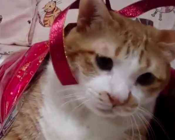 大发猫ai智能创作服务