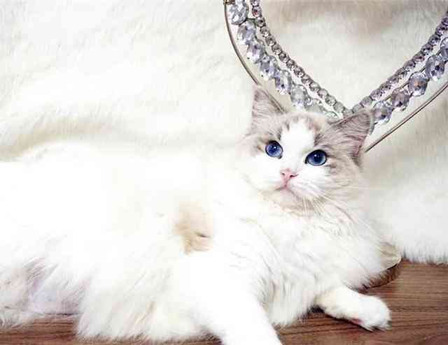 猫咪ai舞蹈创作