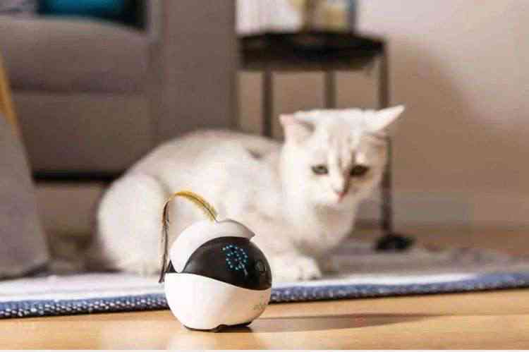 猫咪ai舞蹈创作