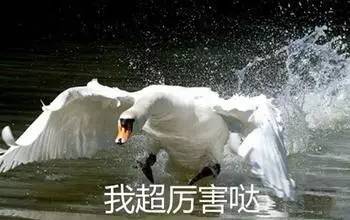 我是ai写作鹅哪里