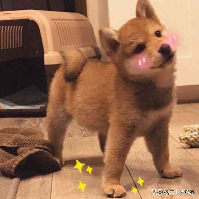 ai绘画猫咪爆款文案大全