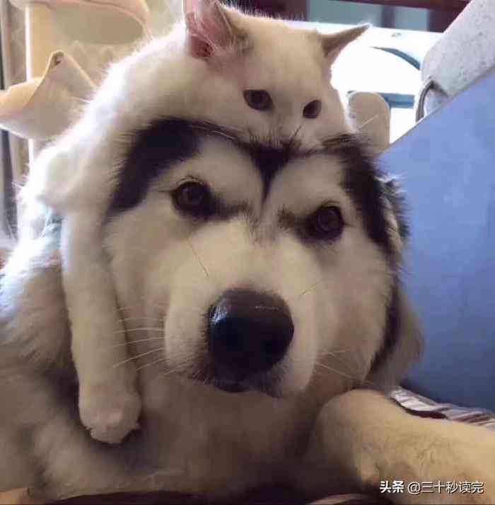 ai绘画猫咪爆款文案大全