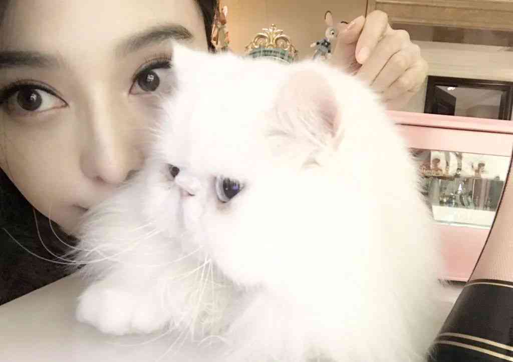 ai可爱小胖猫文案