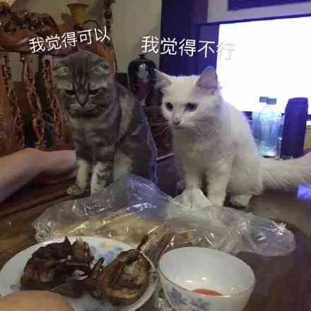 ai可爱小胖猫文案