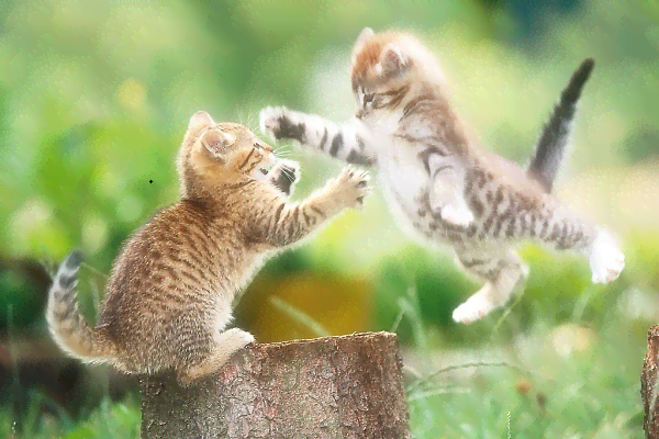 ai可爱小胖猫文案