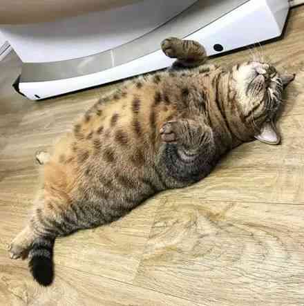 ai可爱小胖猫文案