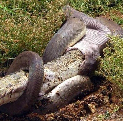 蟒蛇吞食淡水鳄鱼