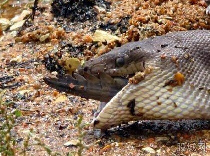 蟒蛇吞食淡水鳄鱼