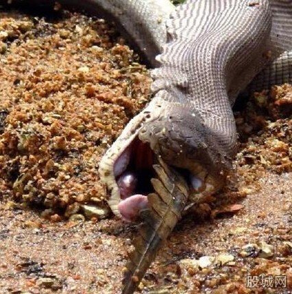 蟒蛇吞食淡水鳄鱼
