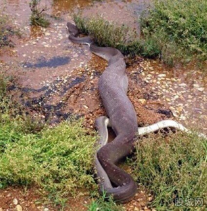 蟒蛇吞食淡水鳄鱼