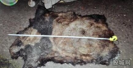 ������ɱ����è��