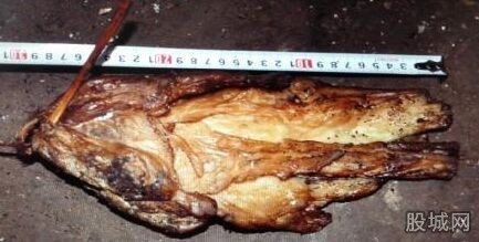 ������ɱ����è��