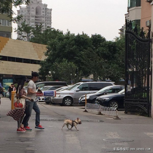 范冰冰李晨养的狗是什么品种及价钱多少?范冰冰变小女人遛狗高清图曝光