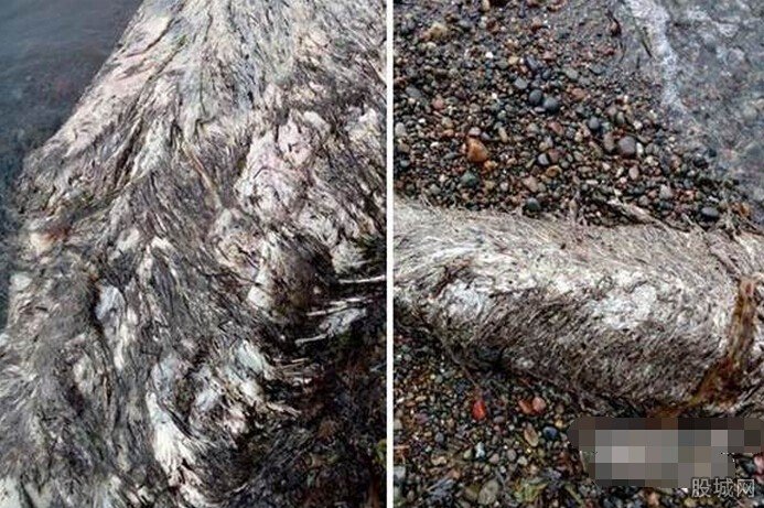 俄罗斯东海岸惊现海怪尸体