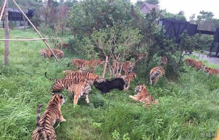 老虎围攻咬死狗熊