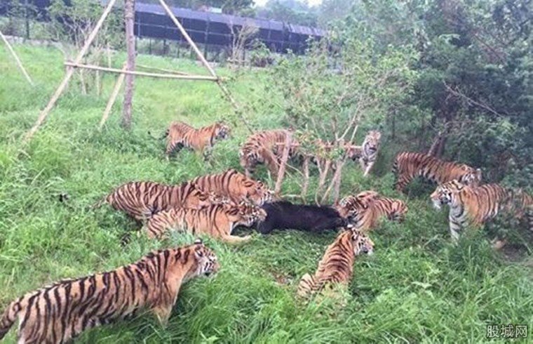 老虎围攻咬死狗熊