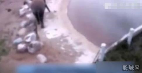 大象身体爆炸粉碎