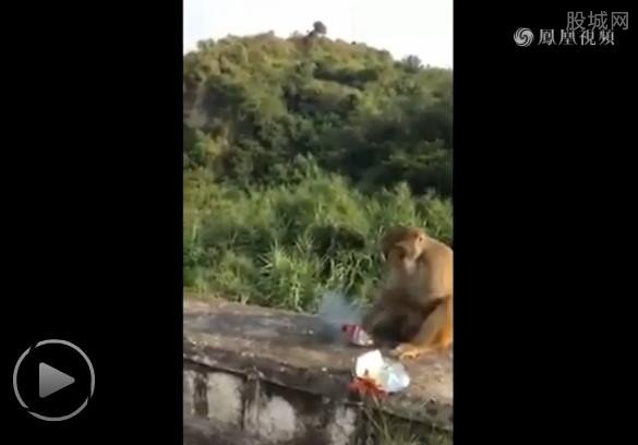 猴子讨食遭扔炮炸伤