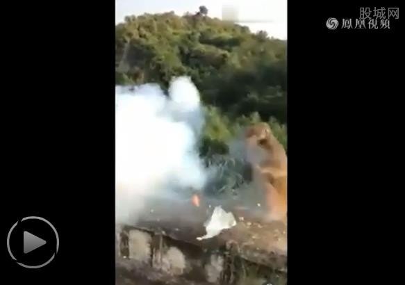 猴子讨食遭扔炮炸伤