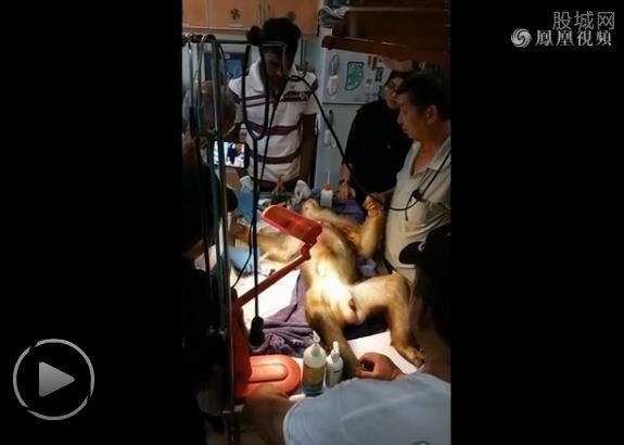 猴子讨食遭扔炮炸伤