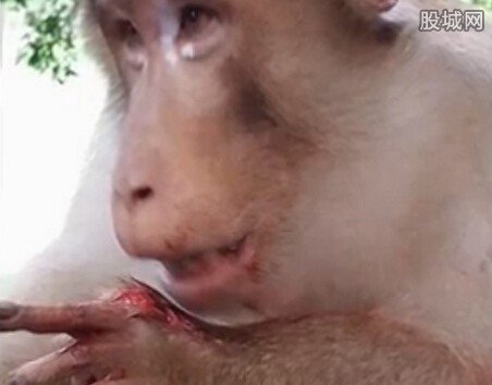 猴子讨食遭扔炮仗