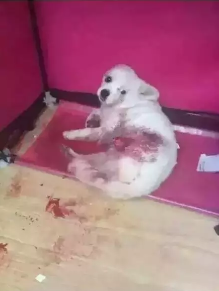 ΢ѩ鳤Ůӿ˹ŰƬȦ Ϳ